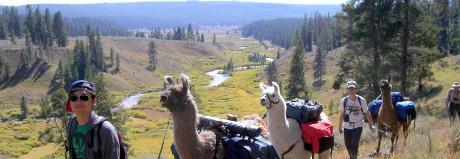 llama supported pack trips