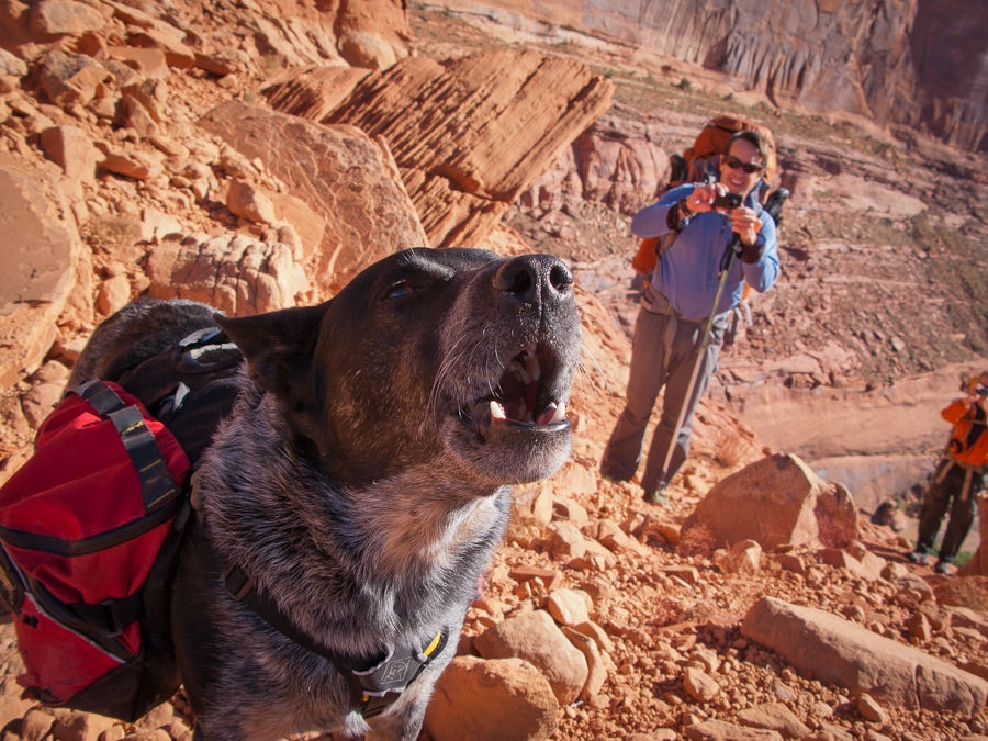 Desert Dawg Adventure Blawg