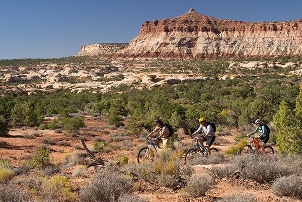Pinyon Juniper Forest near Moab