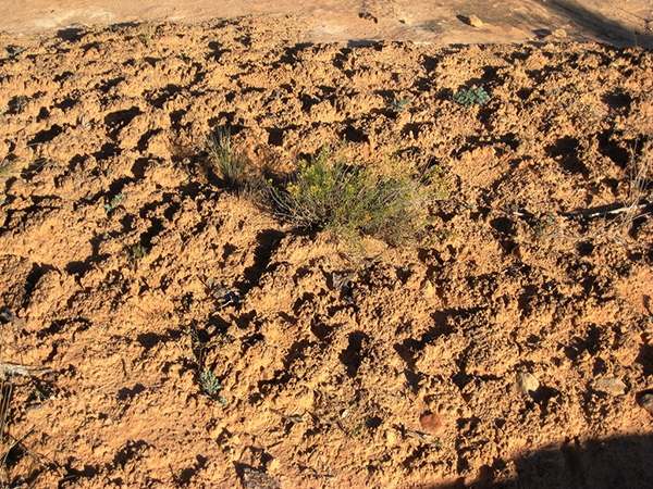 Cryptobiotic Soil in Moab