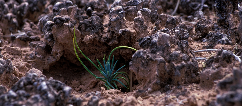 Moab is home to biological soil crust