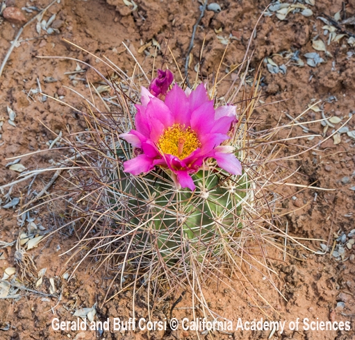Fishhook Cactus