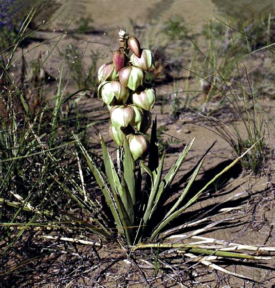 Harriman's Yucca