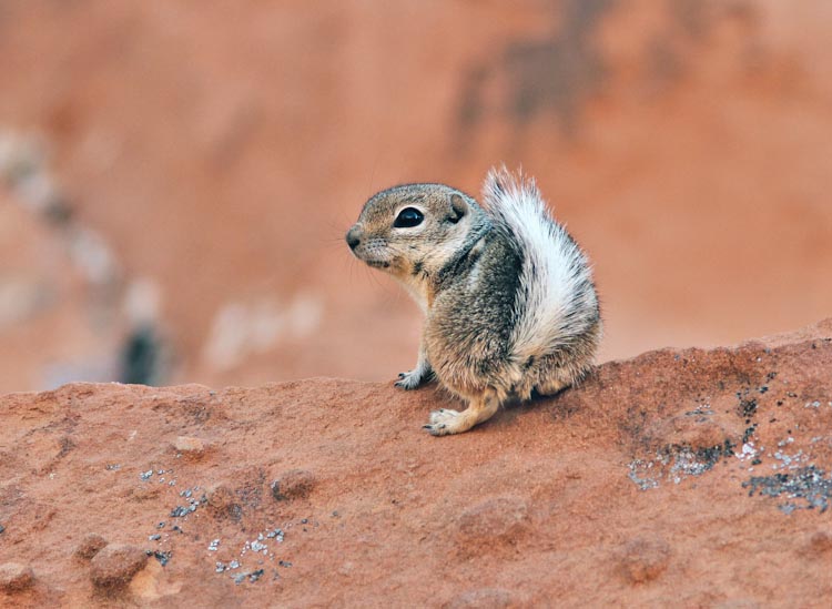 White-tailed Antelope Ground Squirrel