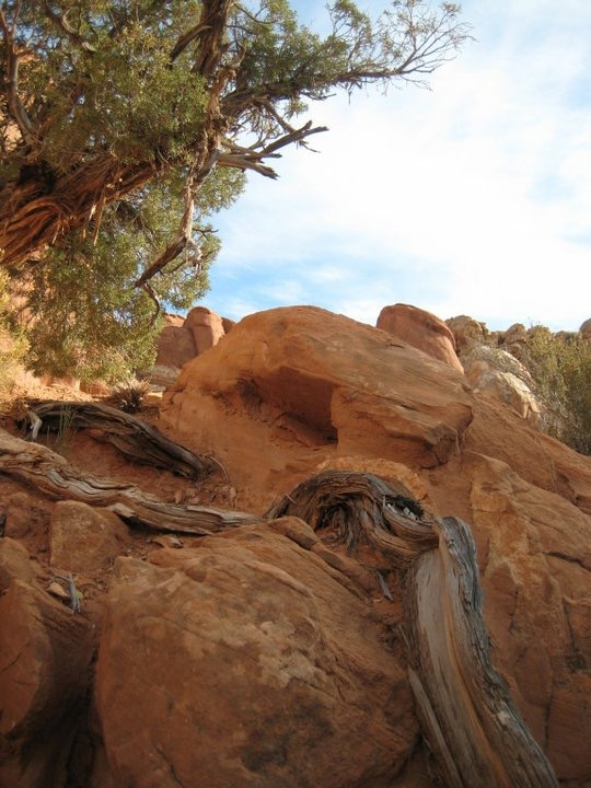 gnarled juniper roots