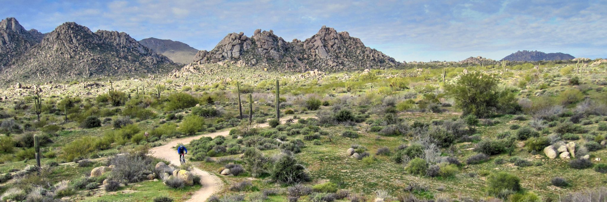 A mountain bike rider coasts down from the mountains past tall saguaro cactus in the Sonoran Desert of central Arizona on a guided tour