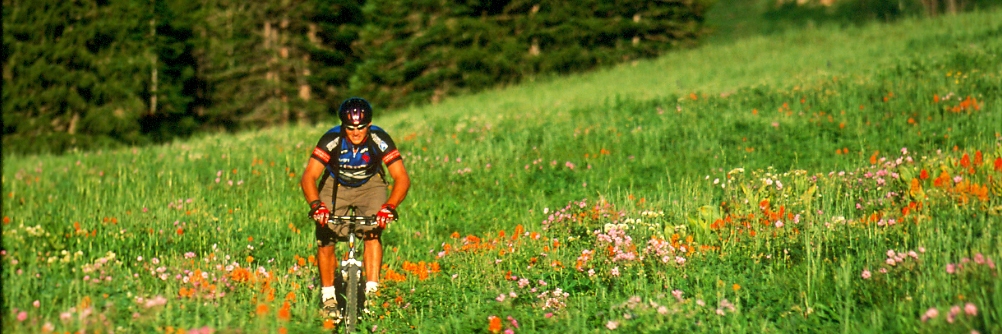 Fields of flowers high in the Rockies