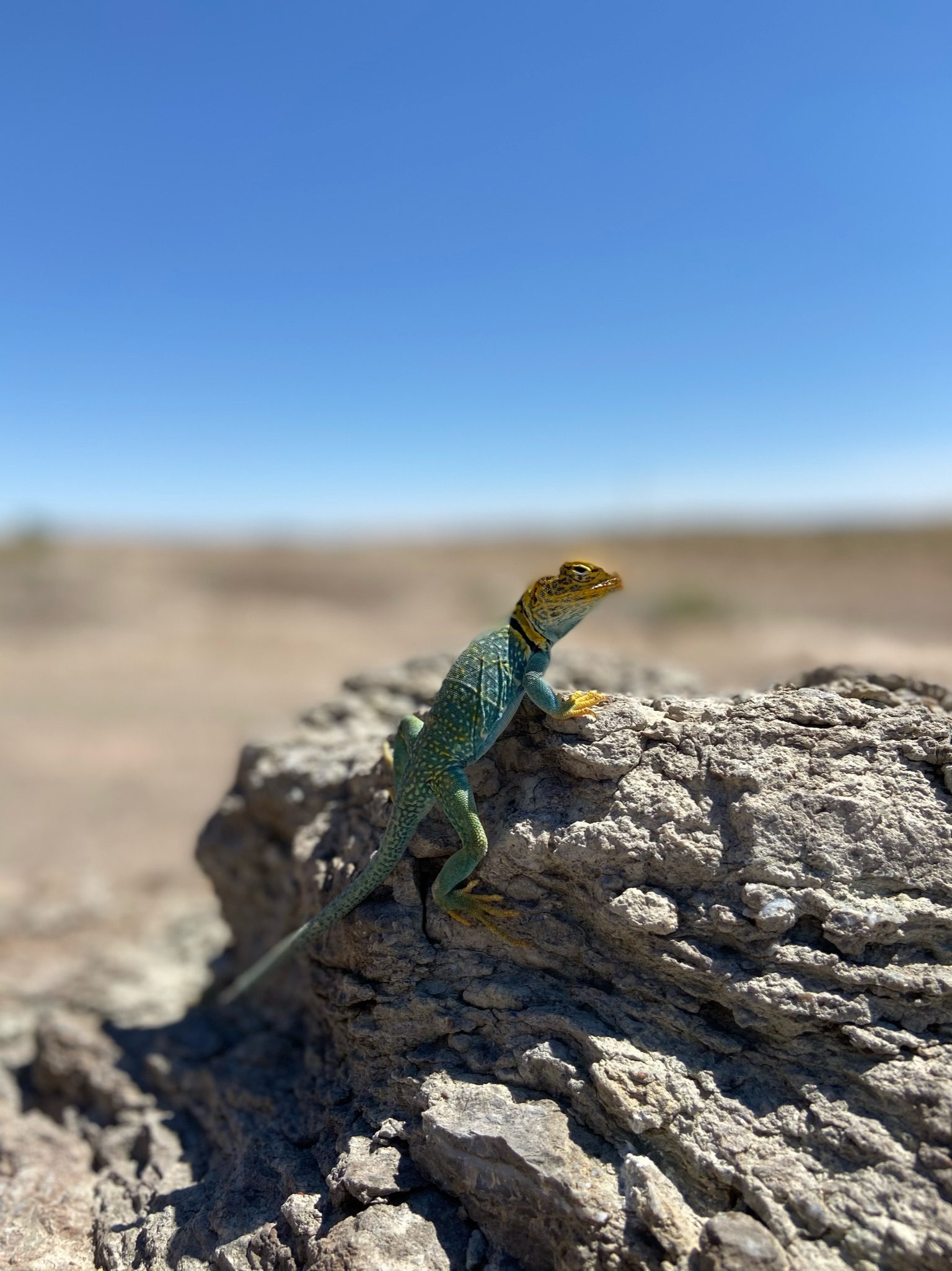 Kokopelli Trail 5-Day — photo 4